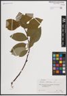 Foto von Salix caprea L.